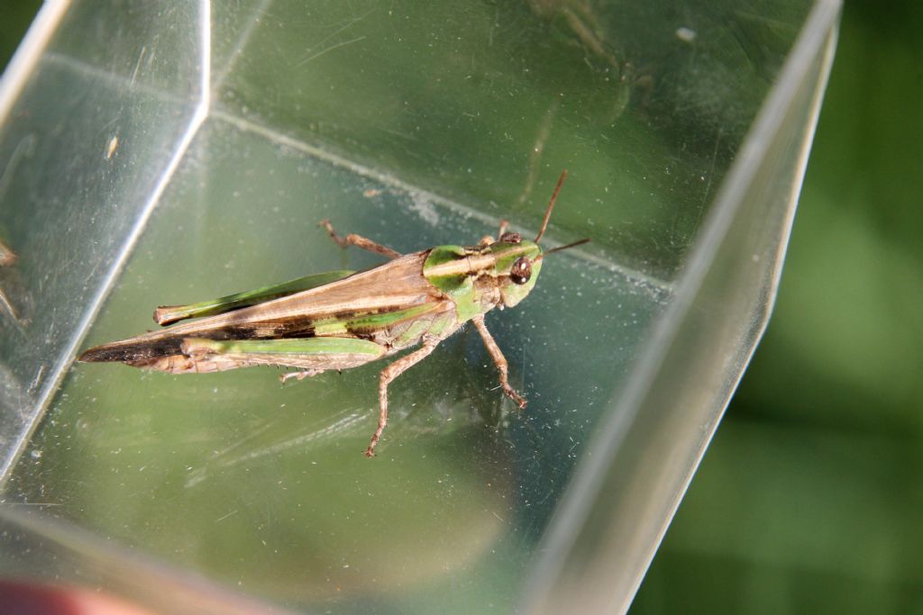 Aiolopus thalassinus?